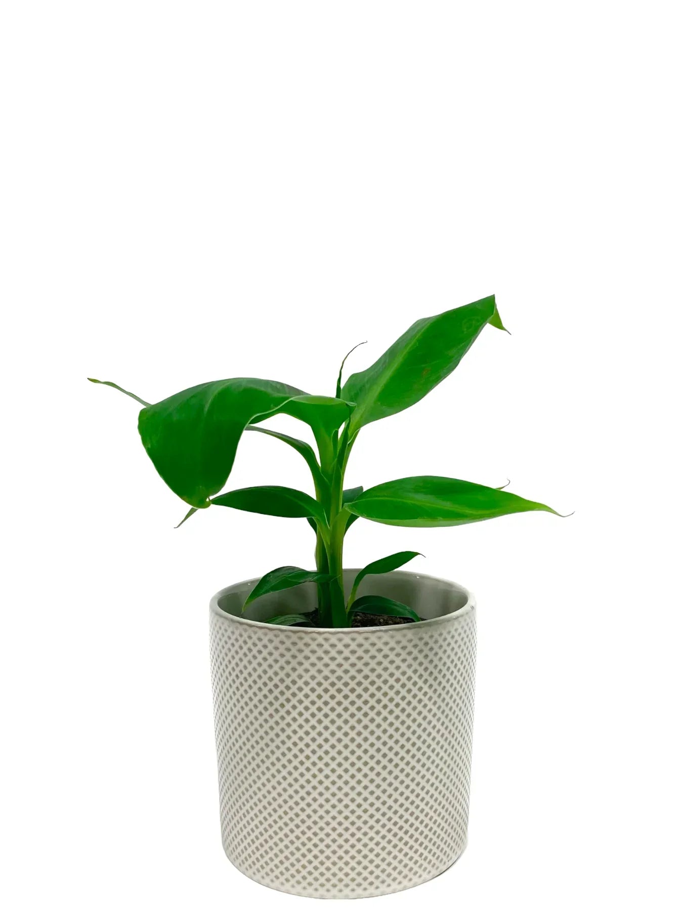 Banana Blood Plant – A Lush Tropical Beauty